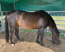 broodmare Sophia Loren (Westphalian, 2007, from Sandro Hit)