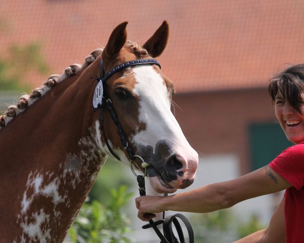 broodmare Kleiner Donner (German Riding Pony, 2011, from Kleiner Pilot)