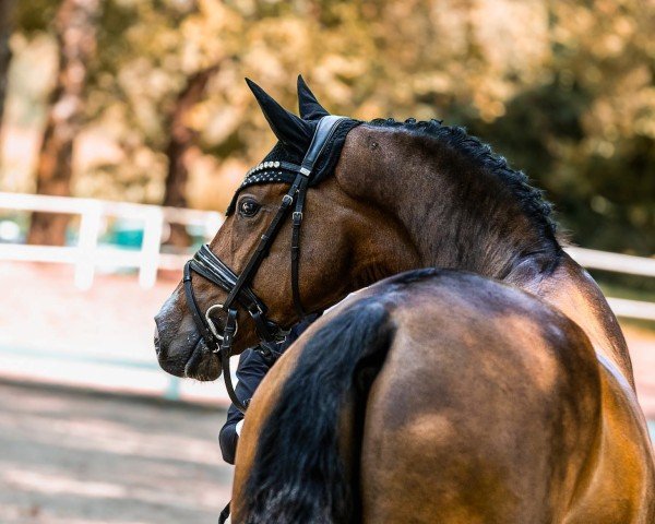 dressage horse Forever Unique (Westphalian, 2021, from Fürst Samarant)