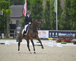 dressage horse Touch Down W (Oldenburg, 2015, from Tolegro)