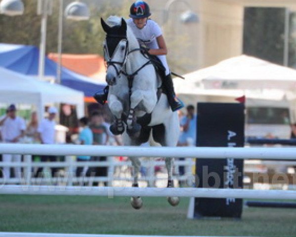 jumper Kurtano (German Warmblood, 2000, from Korano B)