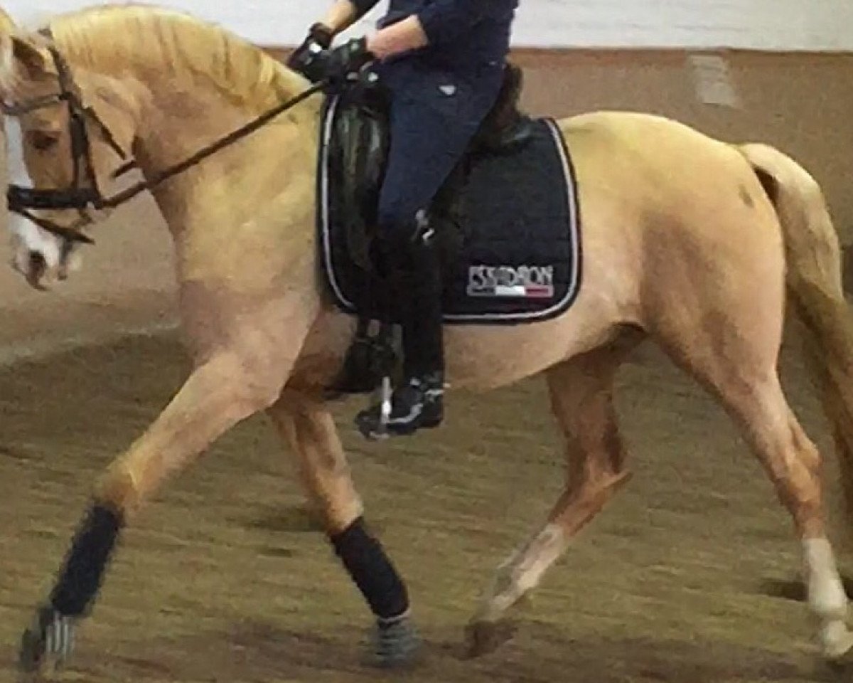 dressage horse Cream de Luxe K (German Riding Pony, 2004, from FS Champion de Luxe)