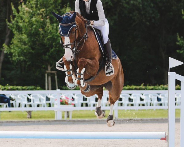 jumper Débonnaire (Holsteiner, 2019, from Del 'Arko d'Henvet)