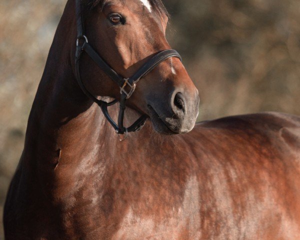 Pferd Lars 104 (Freiberger, 2012, von Littoral)