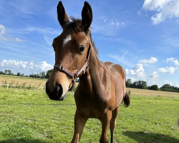 foal by Turbofee RK (Hanoverian, 2024, from TITOLAS)