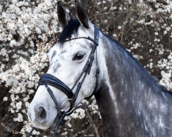 broodmare Hollyfee (Hanoverian, 2016, from Hohenstaufen I)