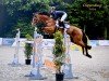 jumper Good Boy (Belgium Sporthorse, 2012, from Vigo d'Arsouilles)