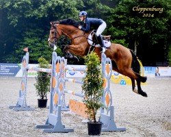 jumper Good Boy (Belgium Sporthorse, 2012, from Vigo d'Arsouilles)