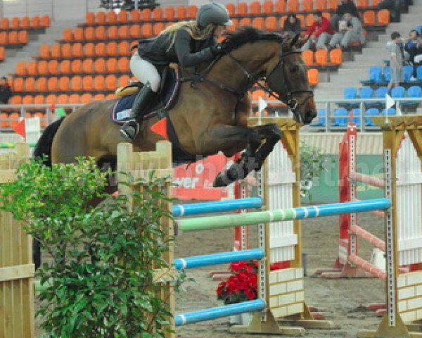 horse B Bommel (KWPN (Royal Dutch Sporthorse), 2006, from Oliver)