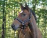 broodmare Little Angel 6 (Westphalian, 2012, from Los Angeles)