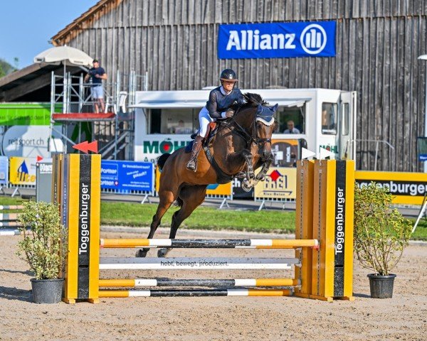 jumper Lacore Bs (German Sport Horse, 2020, from Larimar)