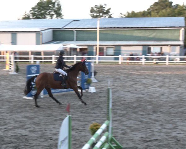 Reitturnier Springturnier Mildstedt 2024