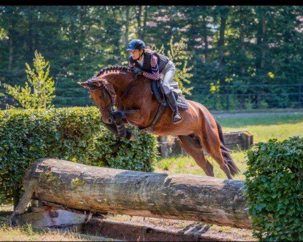 jumper Alice MT (Westphalian, 2018, from A La Carte NRW)