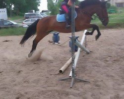 dressage horse Yegua (Andalusians/horse of pure Spanish race, 2010)