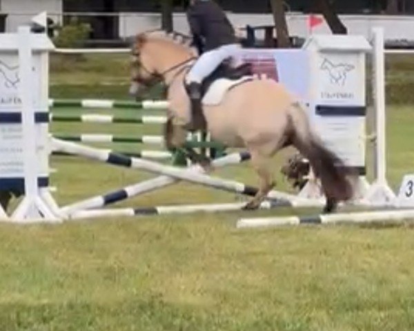 dressage horse Amazing Moon (Fjord Horse, 2012)