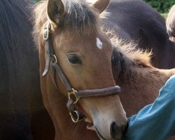 Zuchtstute Jaz de Moinho (Lusitano, 2014)