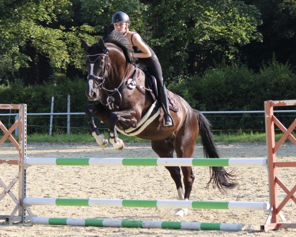 jumper Susan Ville (Hanoverian, 2014, from Stolzenberg)