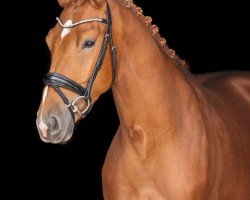 dressage horse Valderama (Westphalian, 2020, from Vitalis)