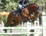 jumper Scalari (German Sport Horse, 2005, from Samba Hit I)