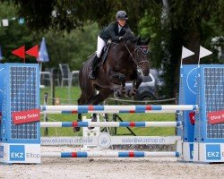 Springpferd L'Amour IV CH (Schweizer Warmblut, 2016, von Saint Amour)