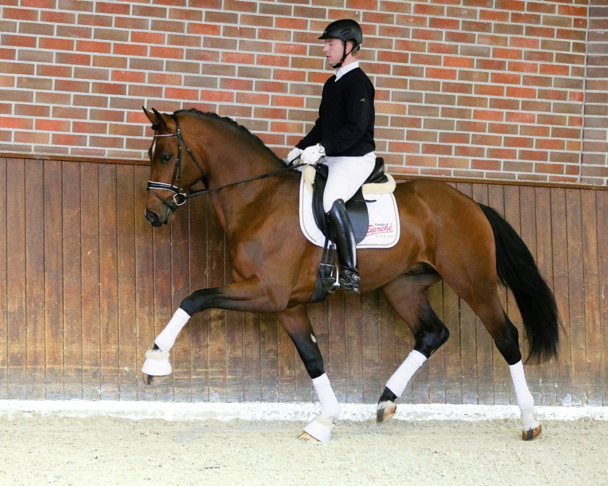 stallion Erdinger (Westphalian, 2014, from Escolar)