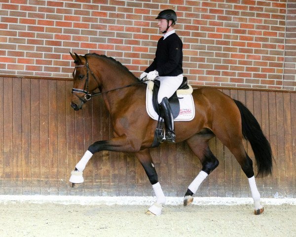 dressage horse Erdinger (Westphalian, 2014, from Escolar)