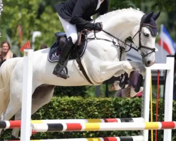 jumper Gismo 722 (Hanoverian, 2018, from Grey Top)