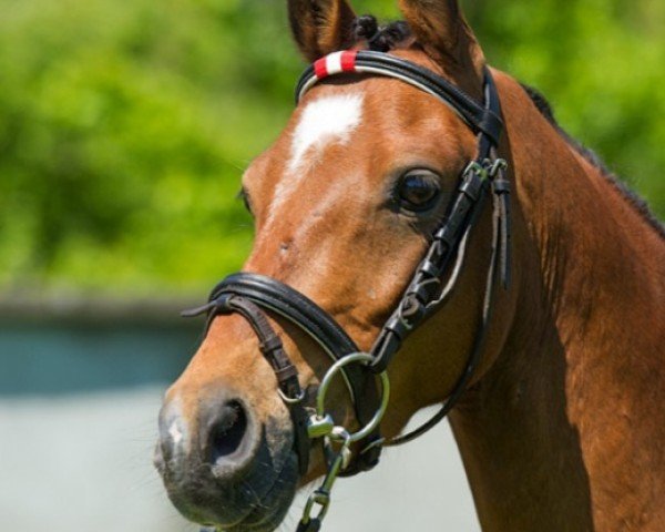 Dressurpferd Dream boy (Deutsches Reitpony, 2008, von Davenport II)