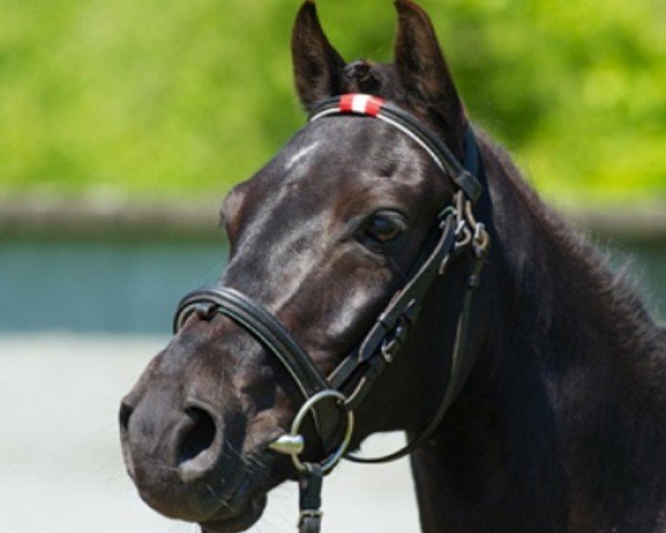 dressage horse Van Helsing's Black Viper (German Riding Pony, 2004, from Vincente)