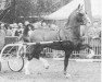 stallion Waarborg (KWPN (Royal Dutch Sporthorse), 1980, from Proloog)