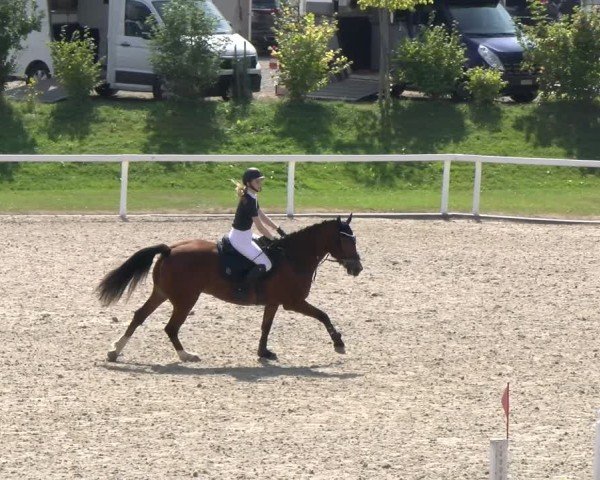 Reitturnier Bülach 2024