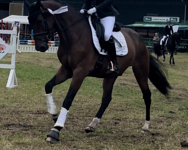 dressage horse Merlot Deluxe (Oldenburg, 2020, from E.H. Millennium)