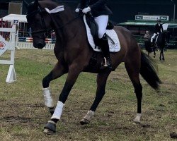 dressage horse Merlot Deluxe (Oldenburg, 2020, from E.H. Millennium)