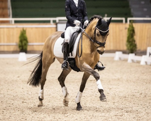 Dressurpferd Hilkens No Doubt (Deutsches Reitpony, 2011, von Nemax)