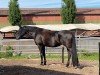 jumper Diva XIX (Hanoverian, 2002, from Davignon I)