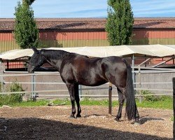 jumper Diva XIX (Hanoverian, 2002, from Davignon I)