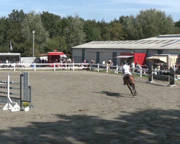 Reitturnier Springturnier Mildstedt 2024