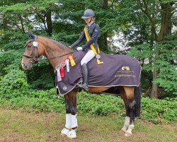 dressage horse Quintano 29 (German Sport Horse, 2007, from Quaterman I)