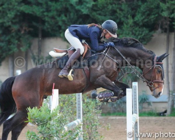 Springpferd Fair Jumper L.a.t. (KWPN (Niederländisches Warmblut), 2010, von Ad Unaniem)