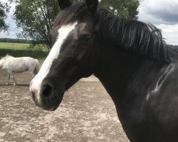 dressage horse Nanu Nana (German Riding Pony, 2008)