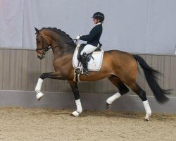 stallion Robert De Niro junior (German Sport Horse, 2020, from Real Grandios)