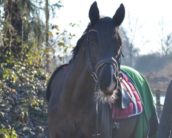 stallion Laudazius Desperados (Hanoverian, 2012, from Londonderry)