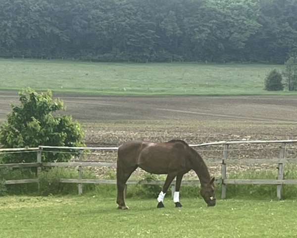 broodmare Zabou 39 (Holsteiner, 2007, from Catoki)