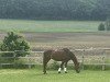 broodmare Zabou 39 (Holsteiner, 2007, from Catoki)