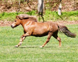 broodmare Philine von Dalberg (Shetland Pony, 2009, from Prisco)