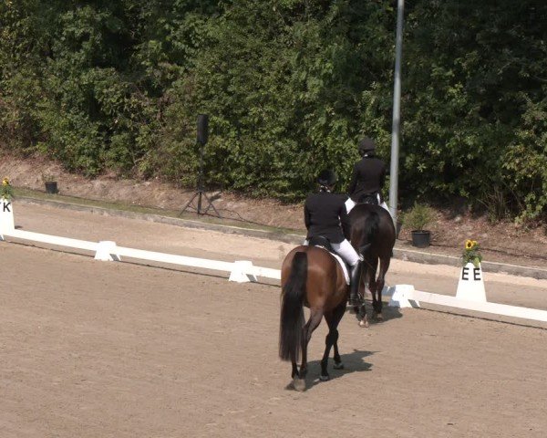 Reitturnier Köln-Flittard (Scheuerhof) 2024