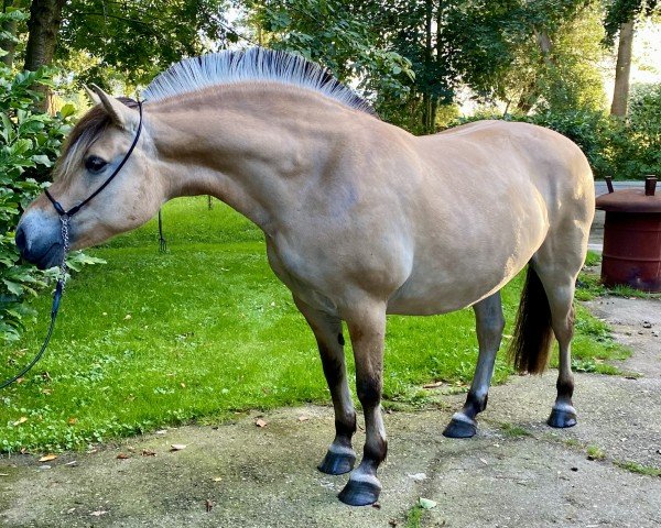 broodmare Østergårds Josefine (Fjord Horse, 2009, from Citrus Klattrup)