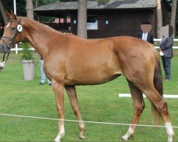 broodmare Dilara (Hanoverian, 2014, from Dimaggio)