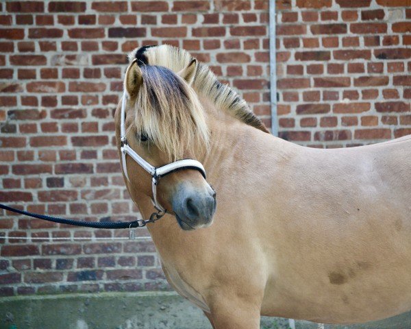 horse Fjordgårds Bosse (Fjord Horse, 2022, from Bram)