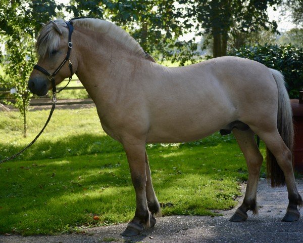 horse Sjoure (Fjord Horse, 2022, from Fjordbækken’s Sidan)